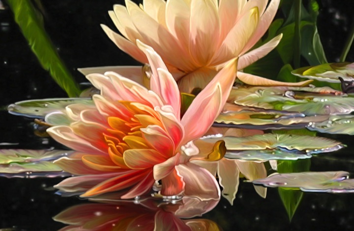 Water Lily